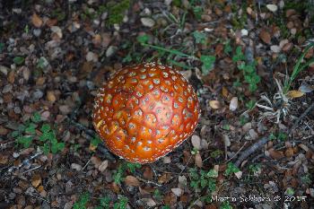 Fungii - bigger than a cricket ball !