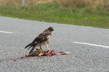 Swamp Harrier deals with roadkill !
