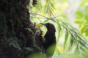 Juvenile Saddleback