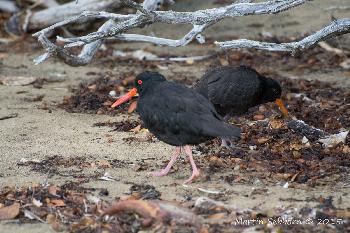 Oystercatcher