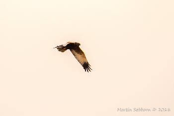 Marsh Harrier - very grainy due to high ISO and low light