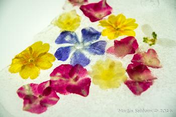 Petals frozen in ice (courtesy of Ann Miles)