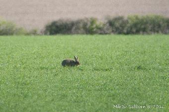 Distant hare!