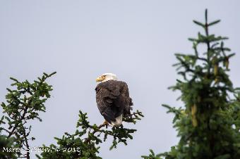 Bald Eagle