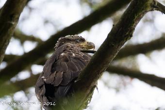 Another Young Bald Eagle
