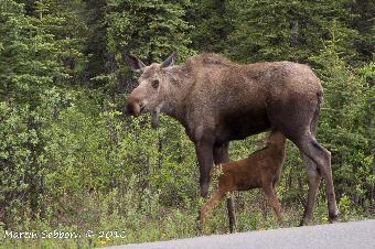 Moose and Calf - Denali National Park