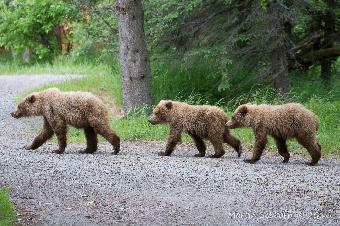 Followed by 3 yearling cubs