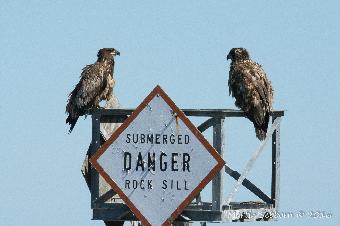 Two young Bald Eagles