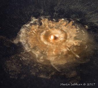 Gold paint droped on water