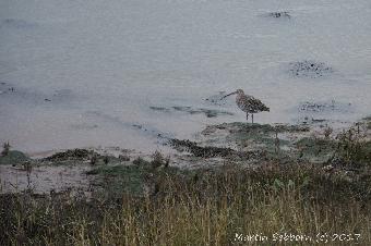 Curlew at Wells
