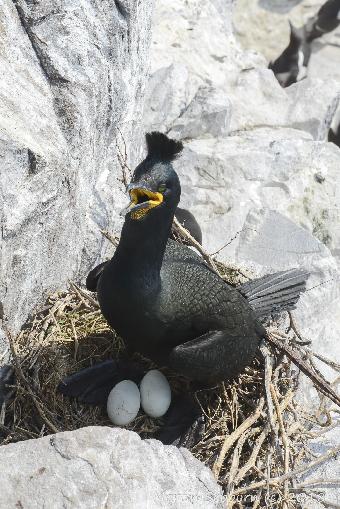 Nesting Shag