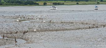 Marching geese at Manningtree