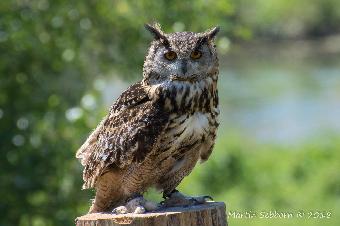 Asia Eagle Owl, called Mozart!