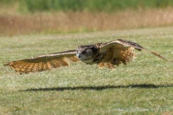 Asia Eagle Owl