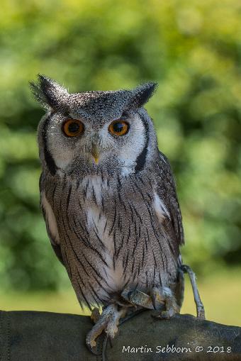 White faced Scops Owl