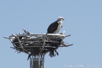 Young Osprey