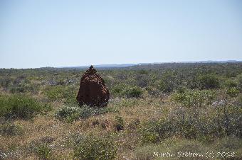 Into termite country