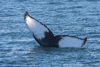 Whale hanging vertically in the water...