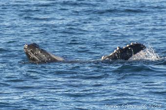 Calf humpback signalling for its mother