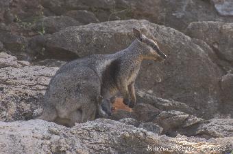 Rare Rock Wallaby, with Joey