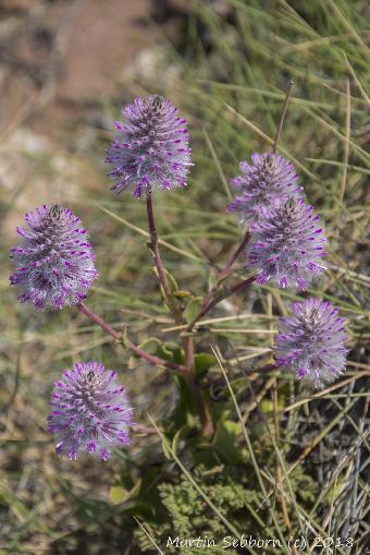 More amazing wild flowers