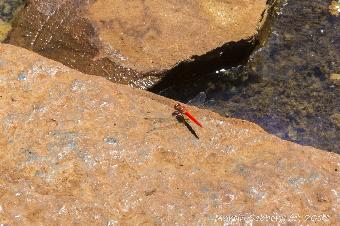 Amazing red dragonflies, everywhere