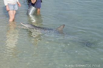 The bizarre feeding event