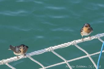 These apparently nest under the catamarran we were on