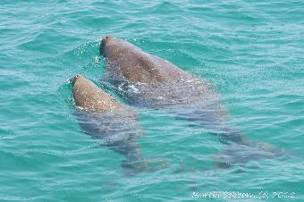 Dugong and calf