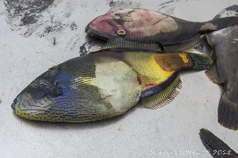 Leatherjacks - very colourful