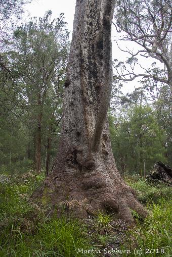 The excellent free, ground walk at the Valley of the Giants - giant Tingle trees