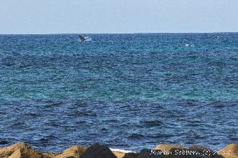 Its a long way off, but a humpback breaching!