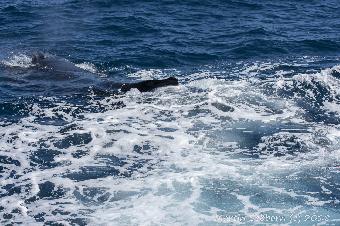 This is what happens when 2 humpbacks come up right by the boatd and you have a long zoom lens on...