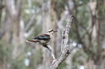 Kookaburra