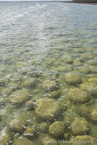 Thrombolites - not rocks!