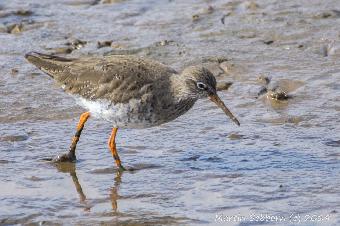 Redshank