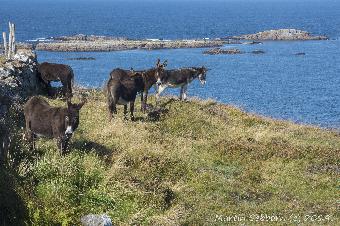 Donkeys on Ros Gill