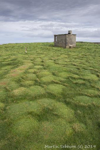 Amazing vegetation at Downpatrick Head