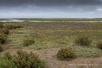 Sea Lavender blooming