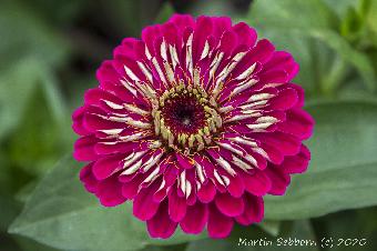 Baddesley Clinton - NT Site