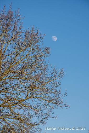 Afternoon Moon