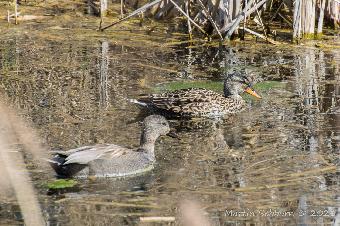 Gadwall - male and female